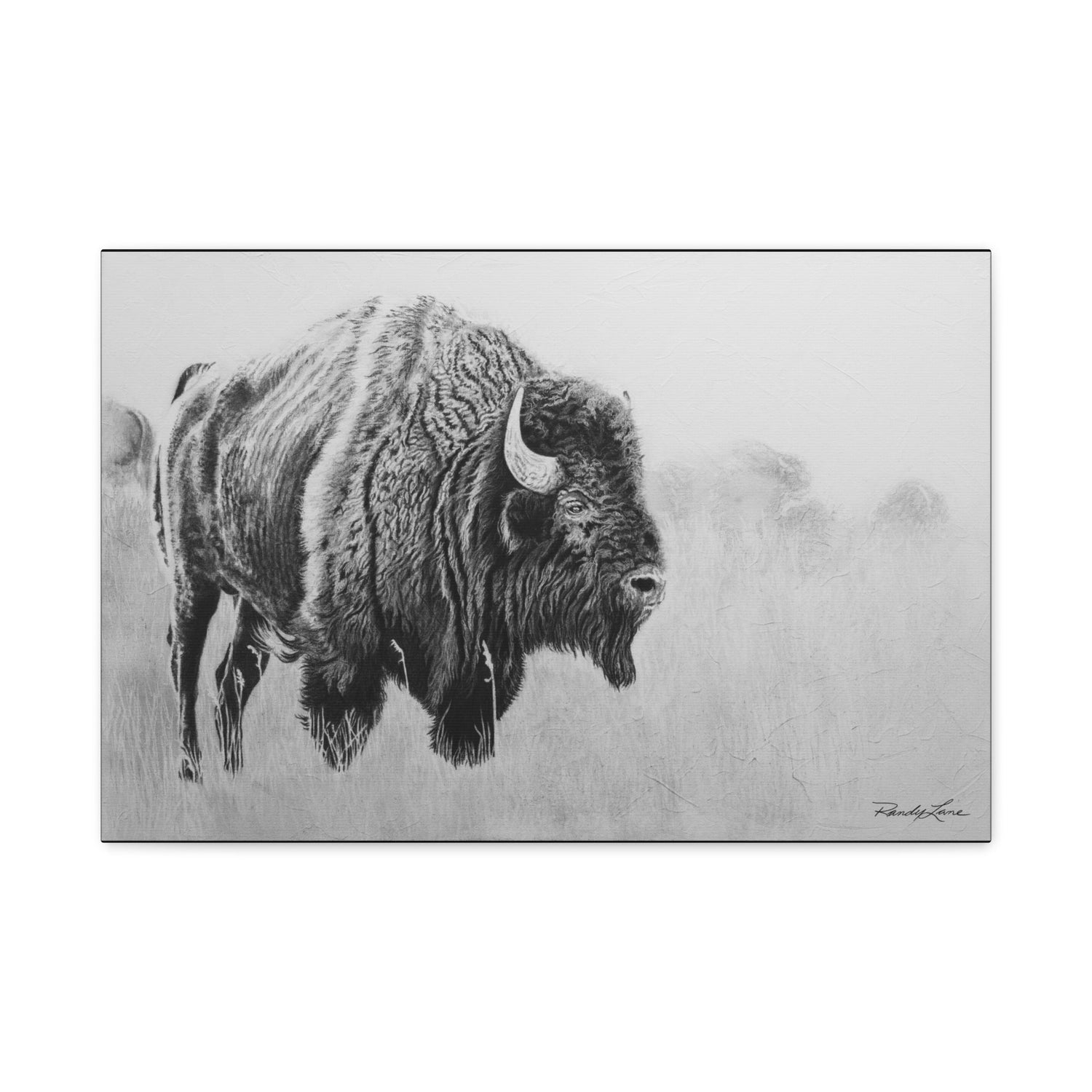 Prairie Bison