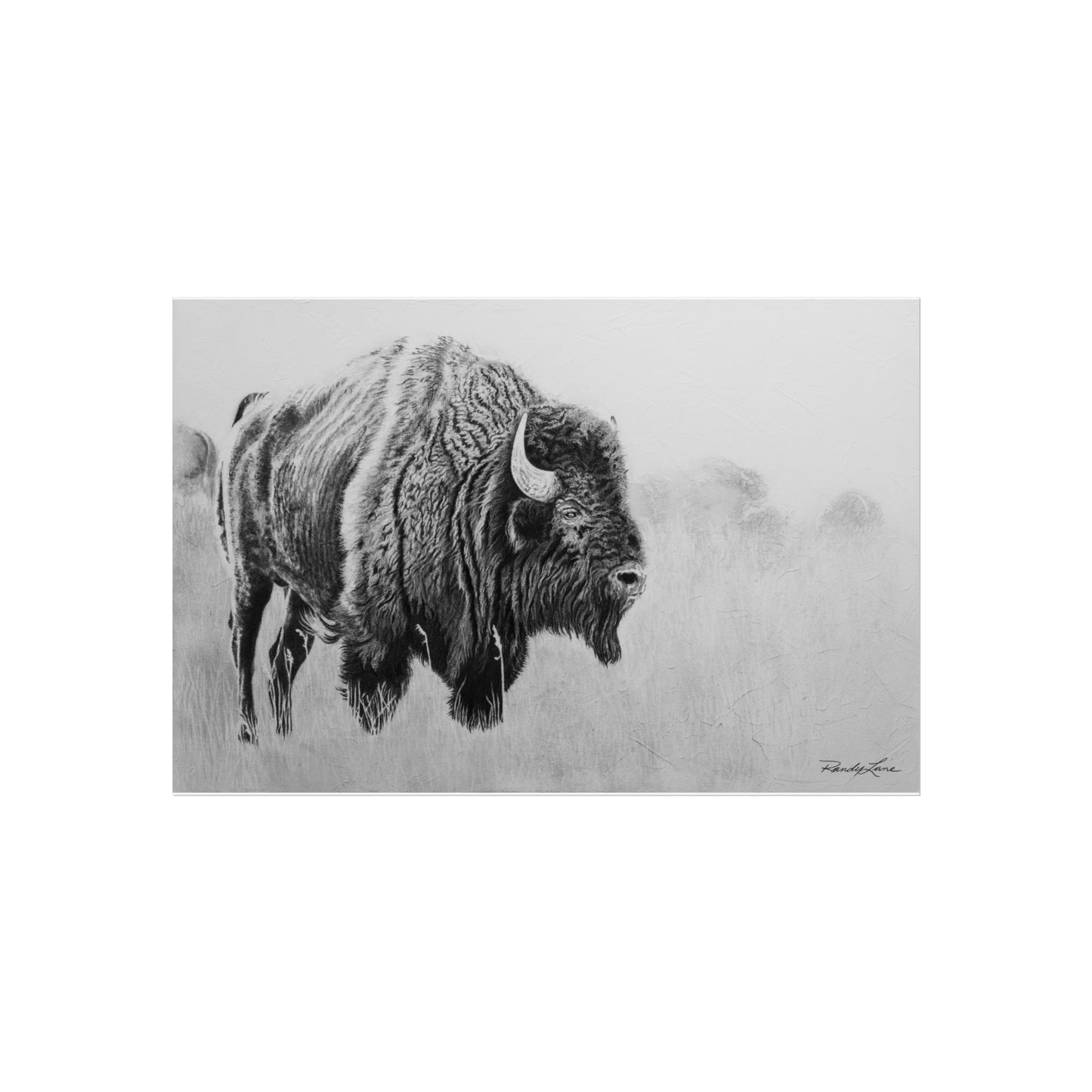 Prairie Bison, Bison Painting Fine Art Print— Black & White Wildlife Print