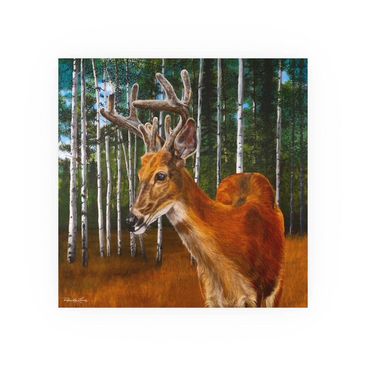 Velvet Crush, Deer in Aspen Forest Fine Art Print —  Satin/Matte