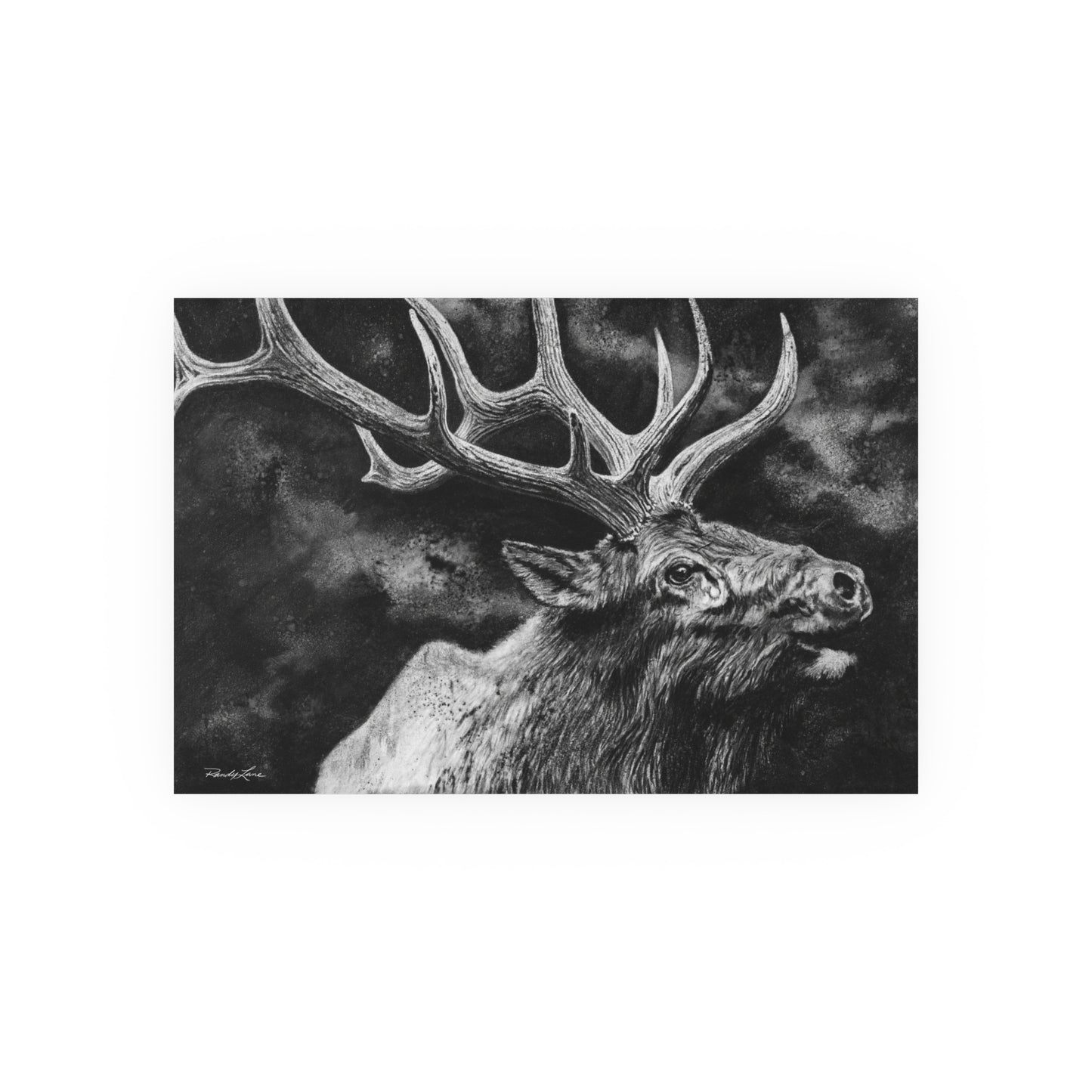 Gladiator, Bull Elk Portrait Fine Art Print (Satin or Archival Matte)