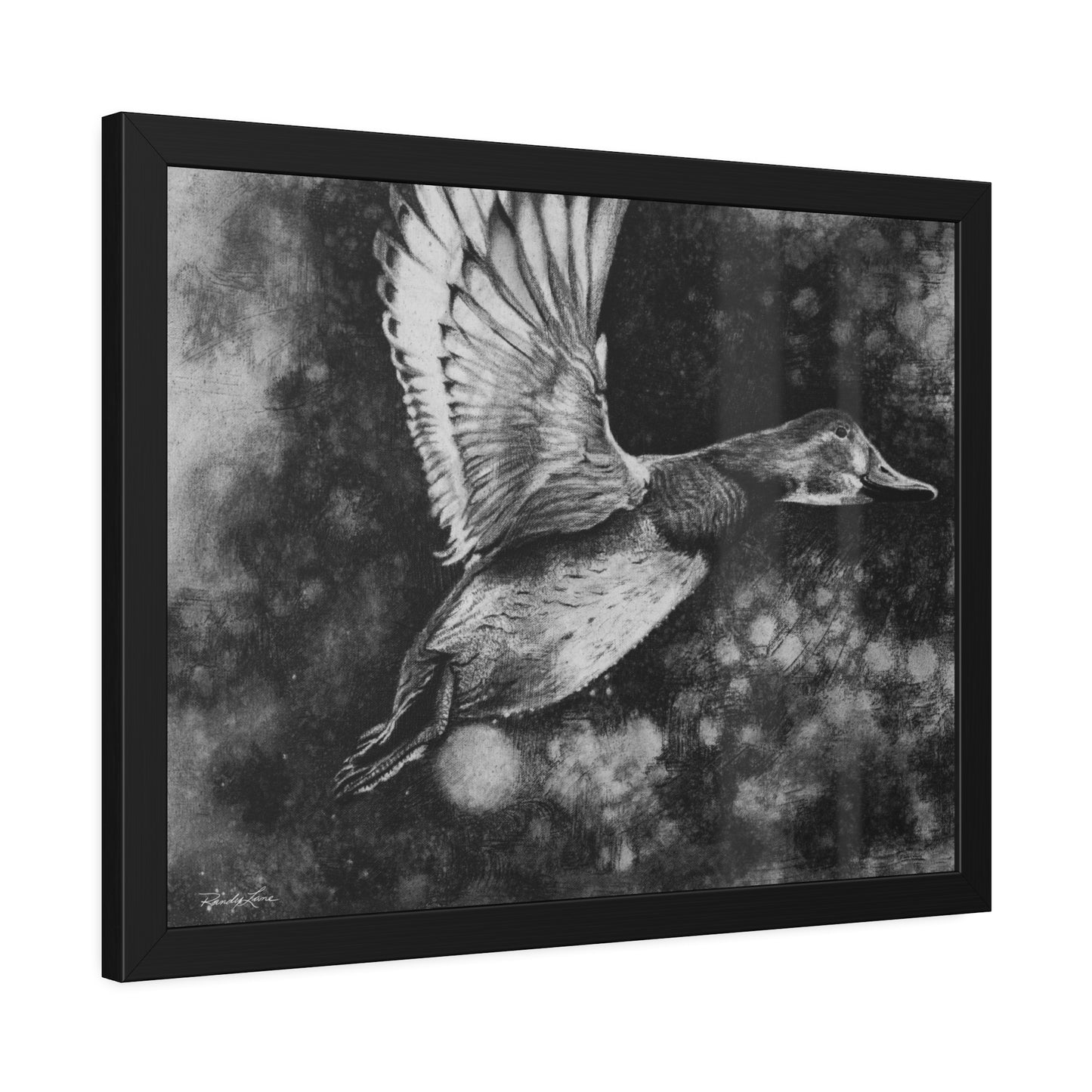 Flare, Framed Fine Art Print Duck in Flight