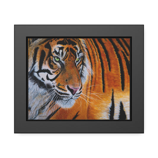 Tiger Stripe, Tiger Framed Art Print