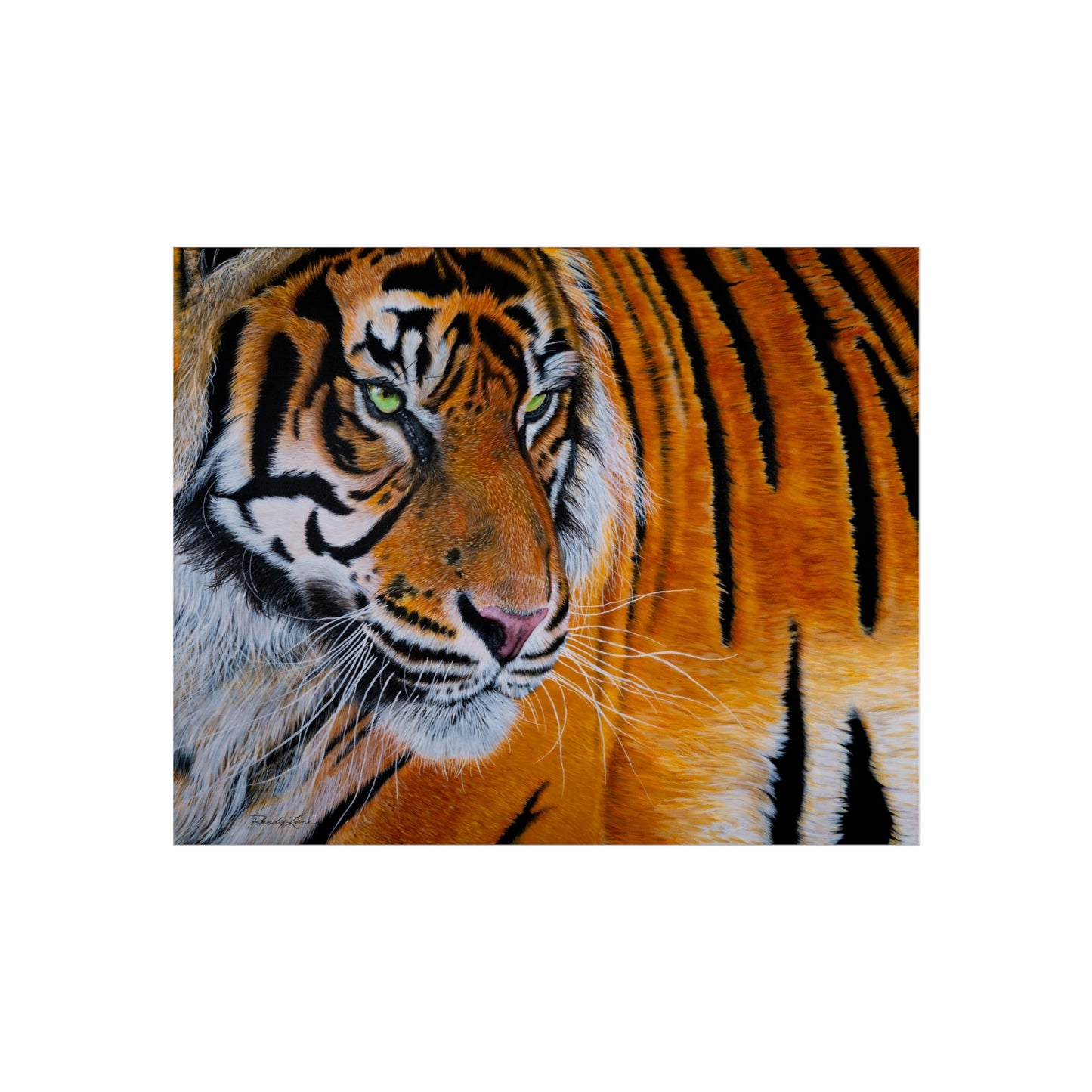 Tiger Stripe, Tiger Fine Art Print