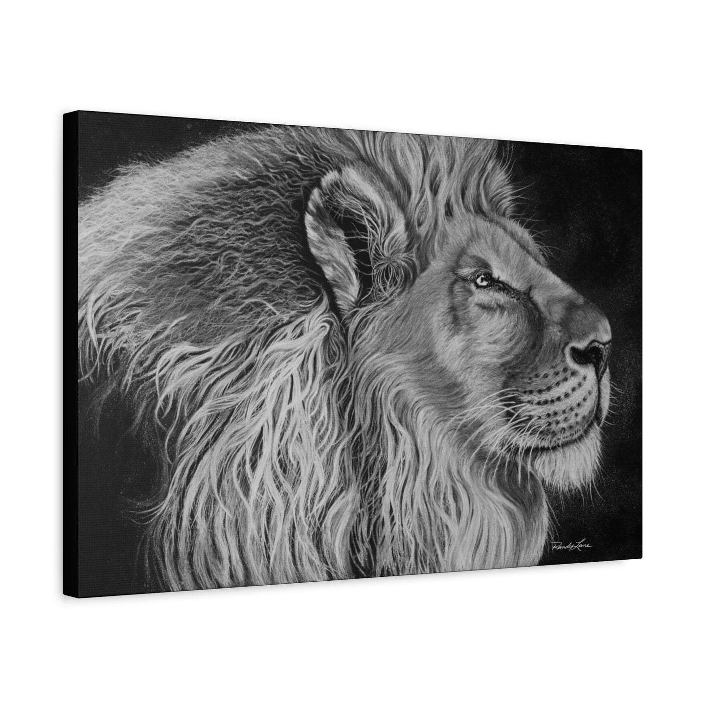 King of Cool, Majestic Lion Canvas Art