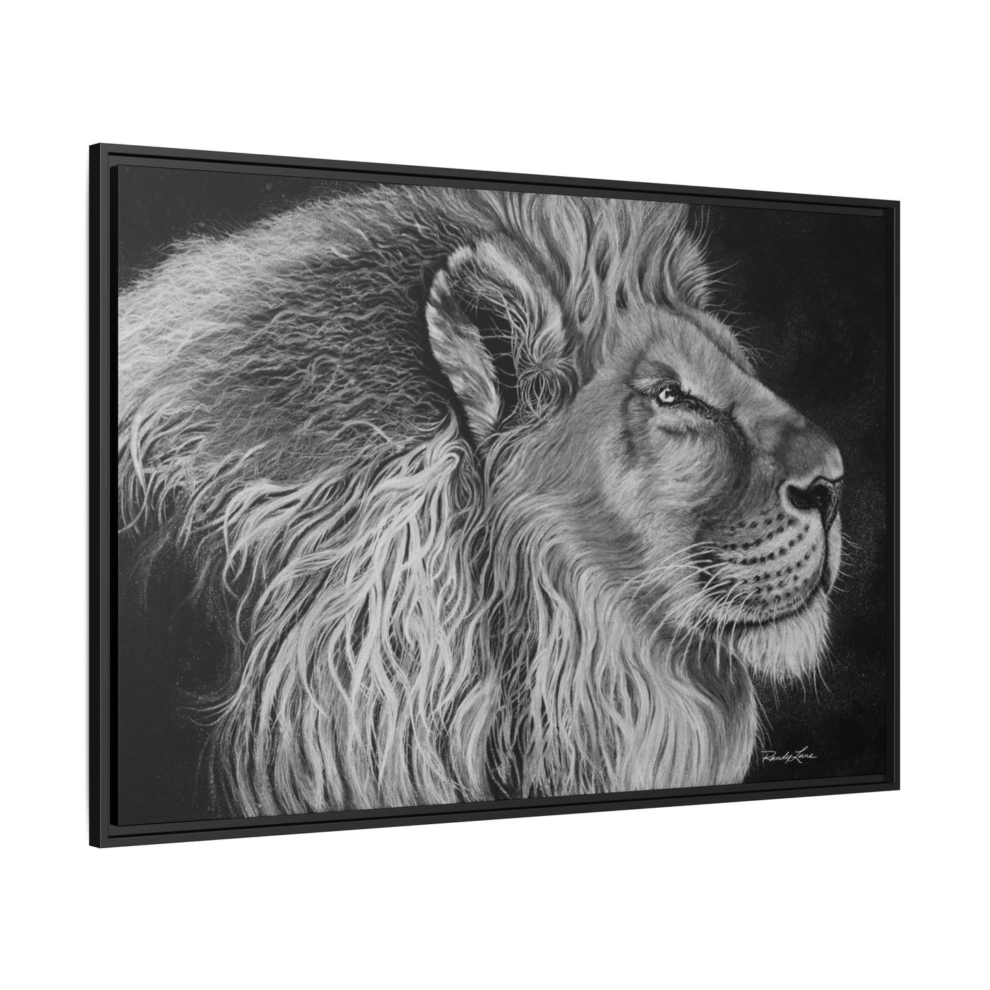 King of Cool, Majestic Lion Framed Canvas Art
