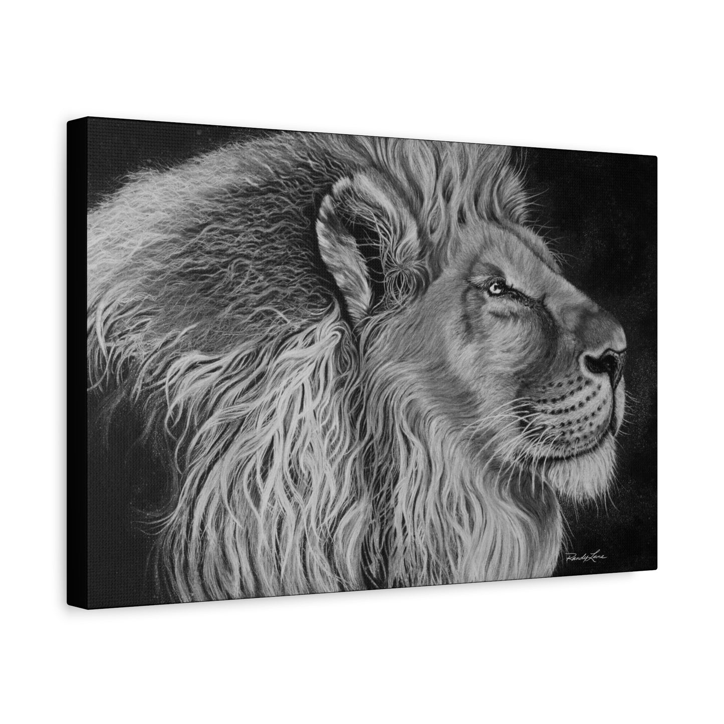 King of Cool, Majestic Lion Canvas Art