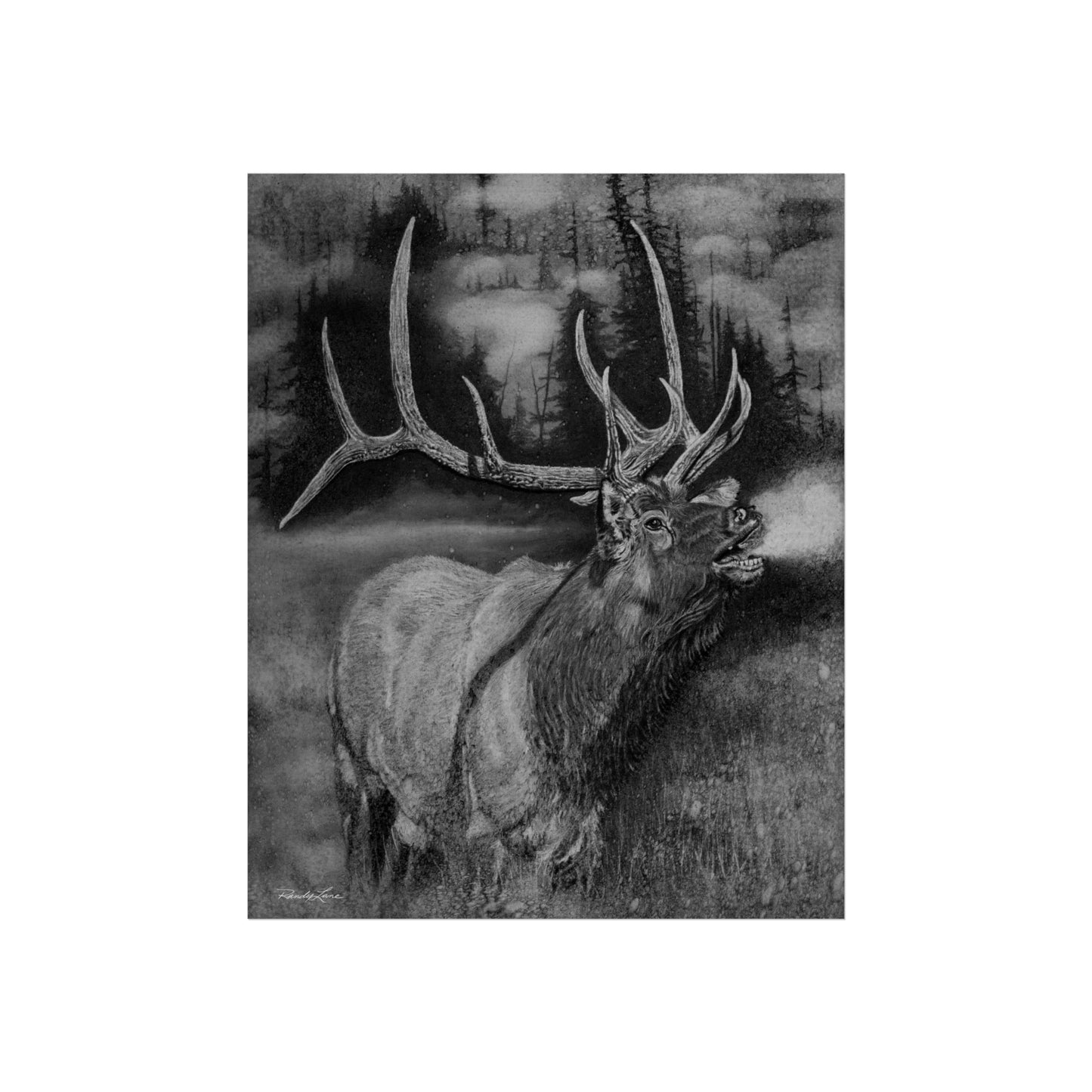 Mountain Music, Elk Fine Art Print