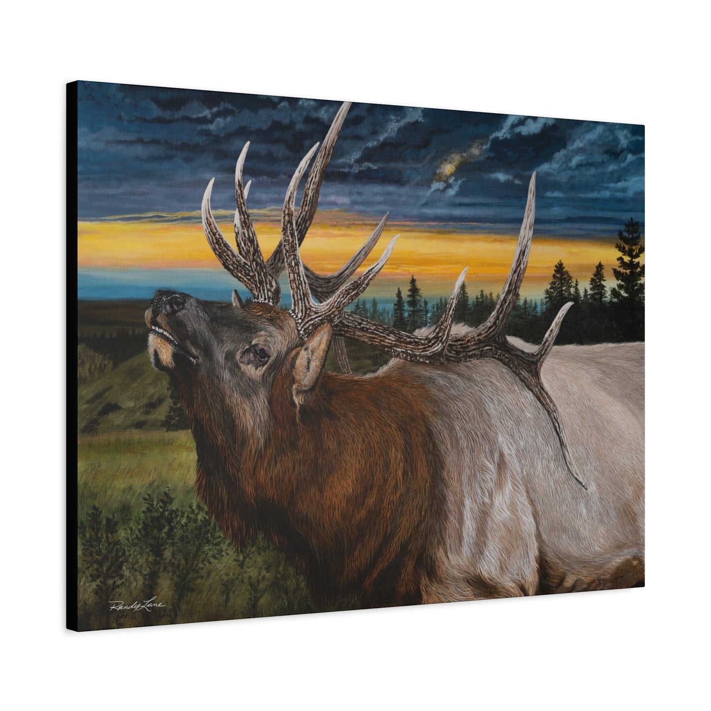 Sunset Serenade,  Elk Canvas Art Print