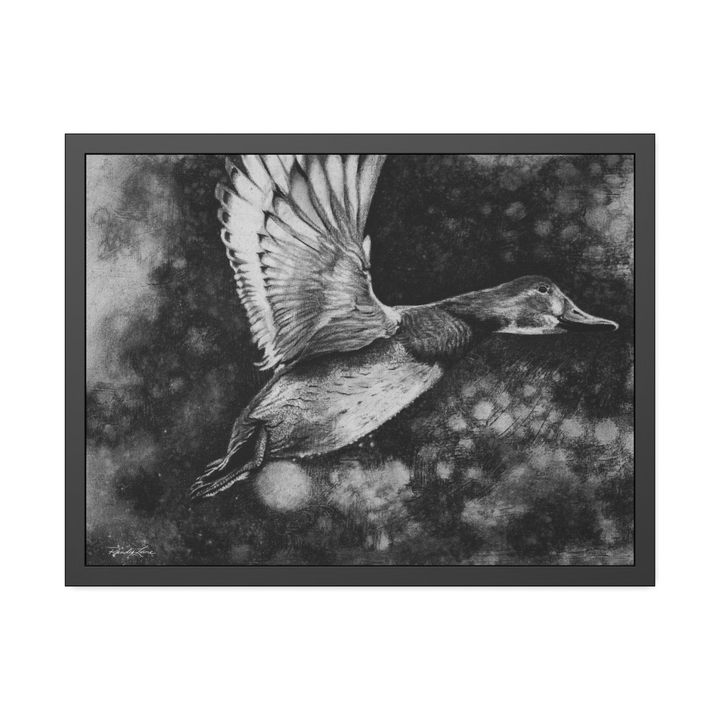 Flare, Framed Fine Art Print Duck in Flight