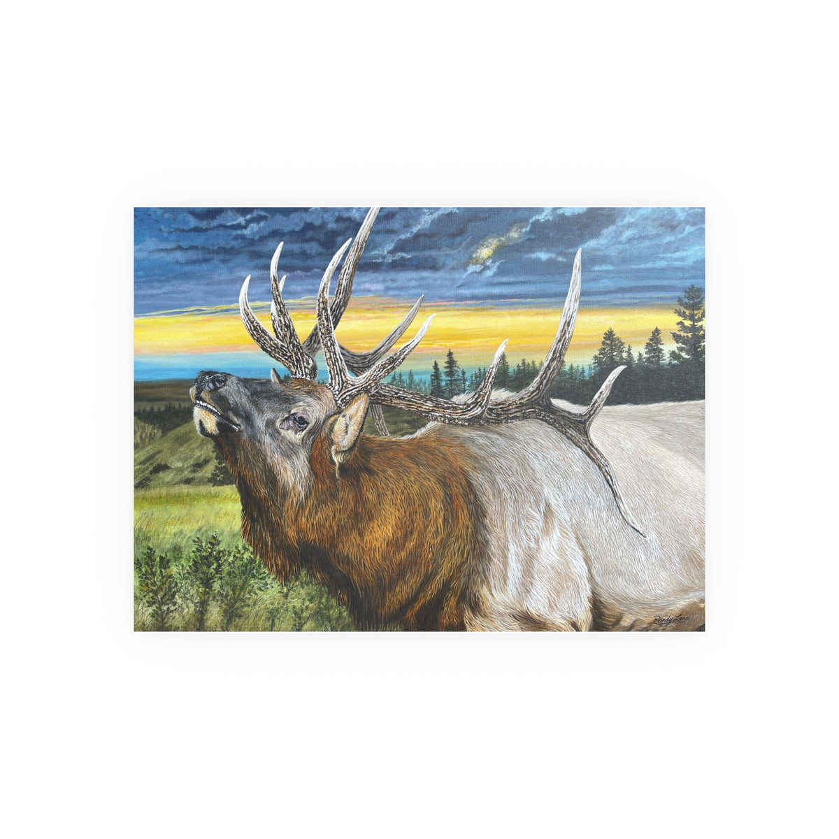 Sunset Serenade, Majestic Bull Elk Fine Art Print —  (Satin/Matte)