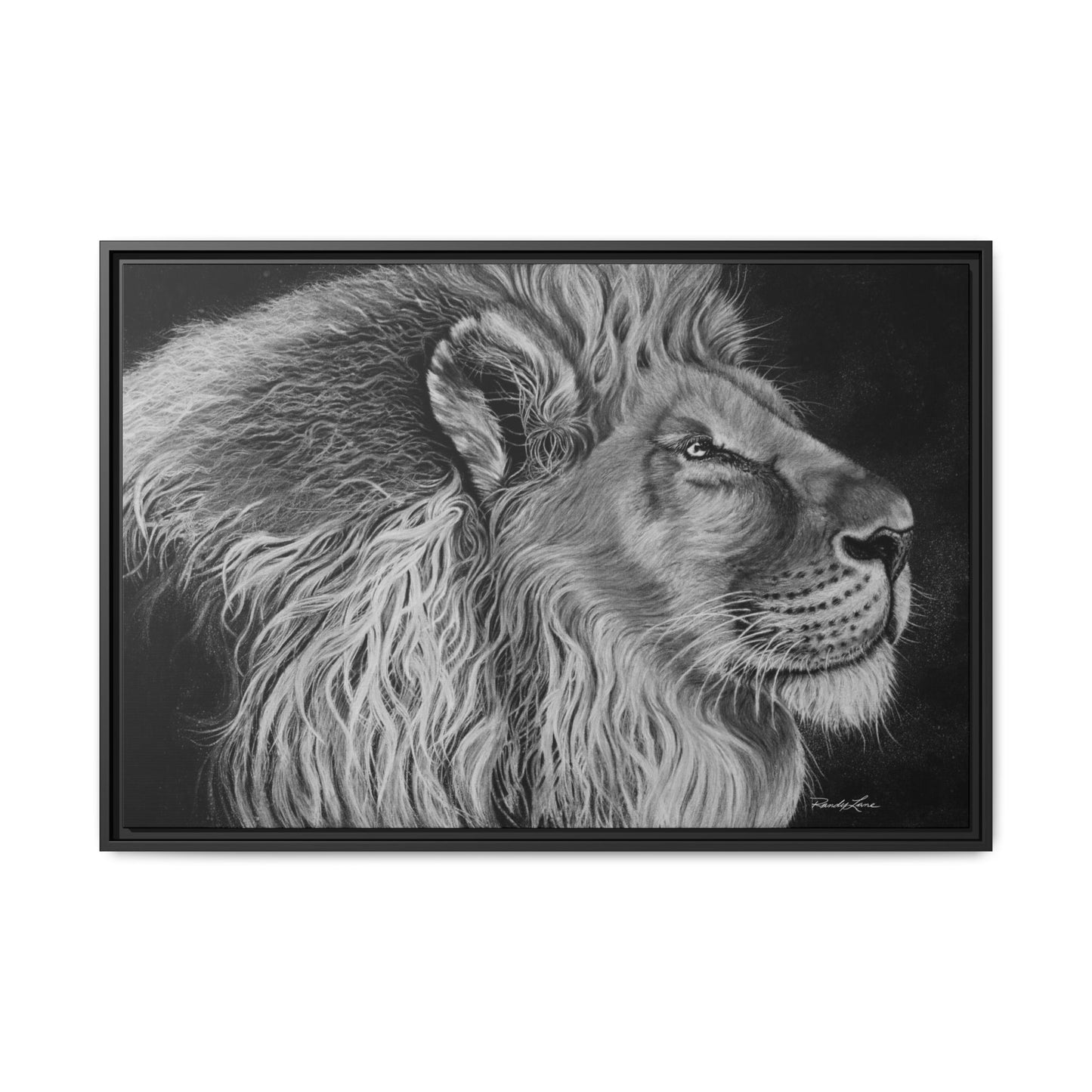 King of Cool, Majestic Lion Framed Canvas Art