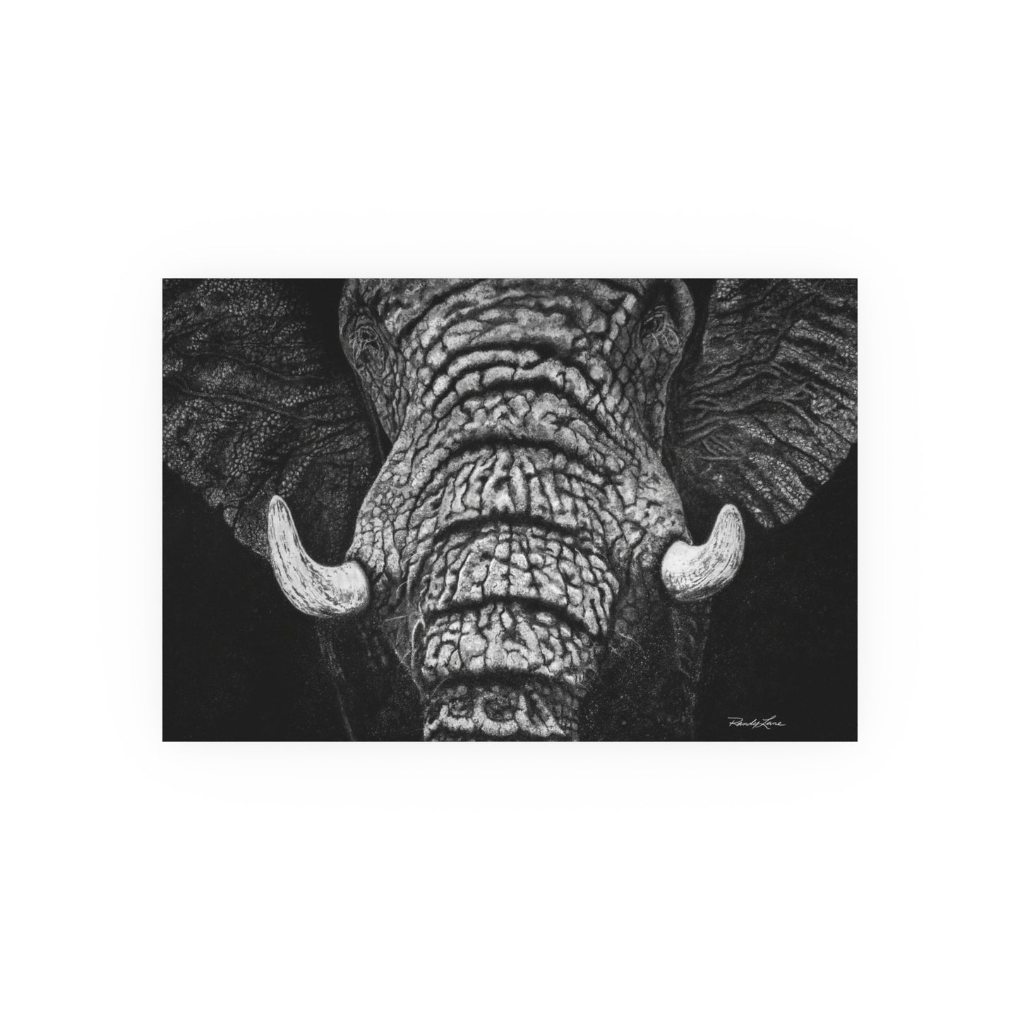 Ebony and Ivory, Elephant Portrait Fine Art Print (Satin/Archival Matte)