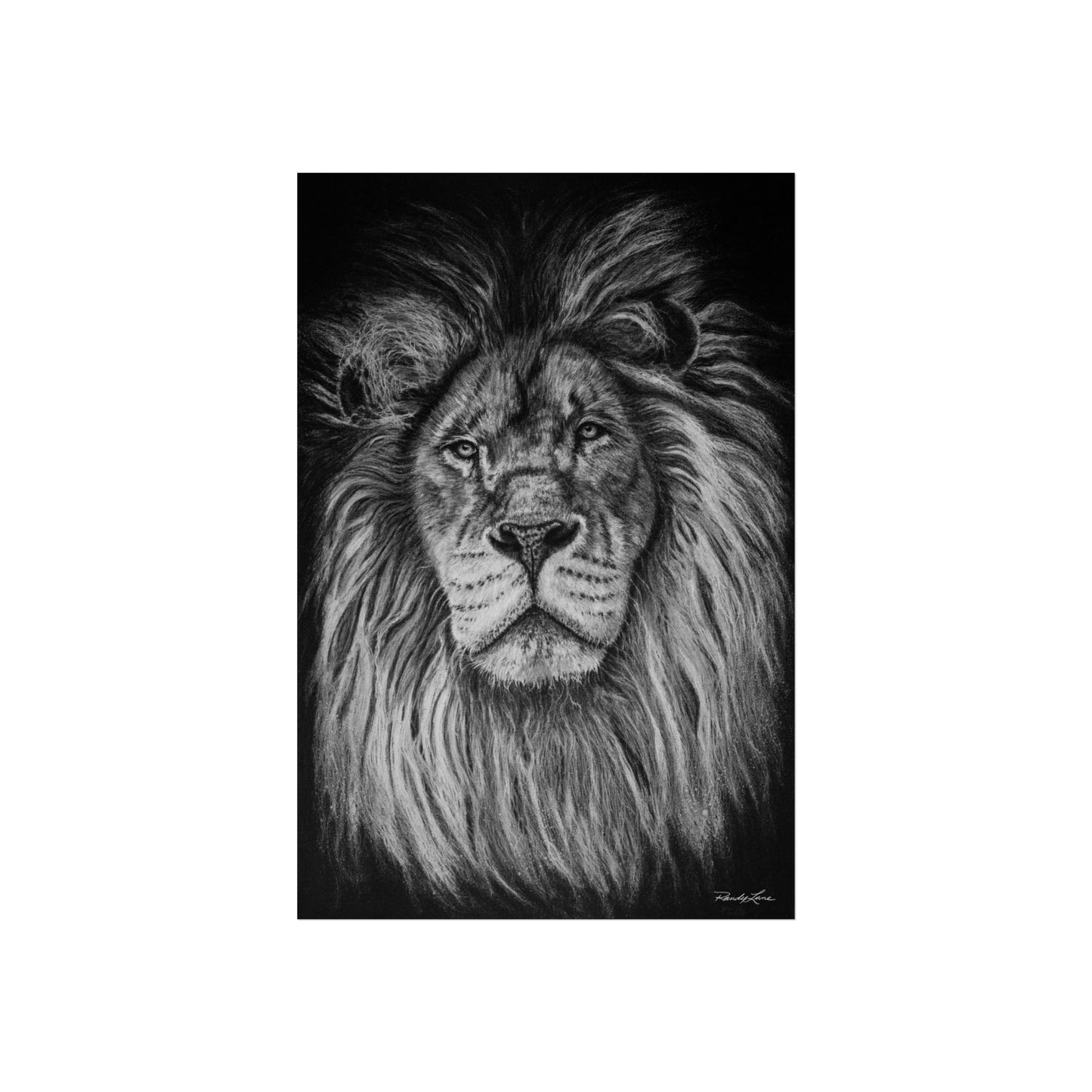 The Mane Event, Fine Art Lion Print