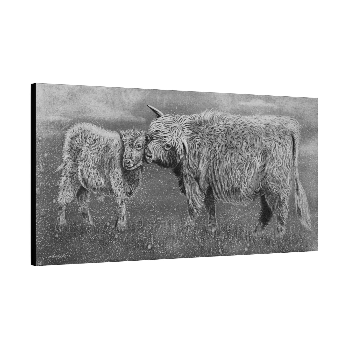 Highland Love, Highland Cattle Canvas Art