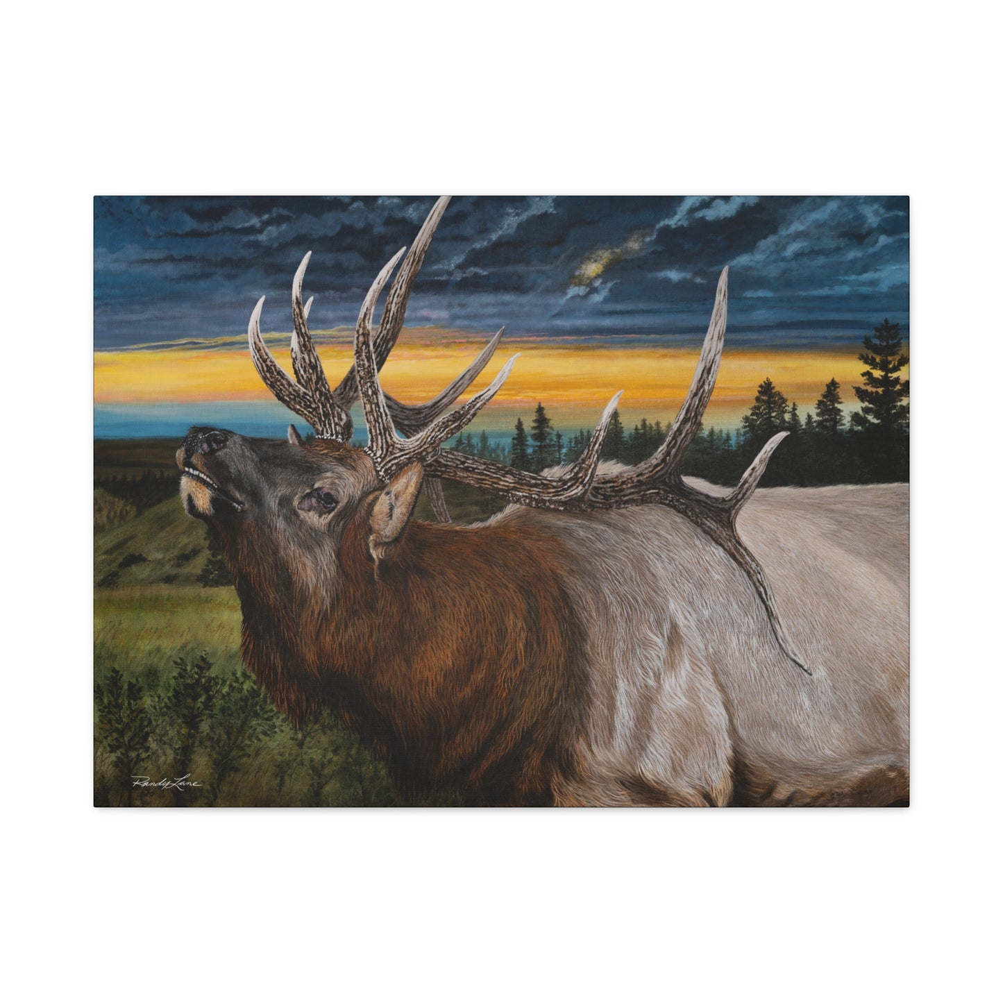 Sunset Serenade,  Elk Canvas Art Print