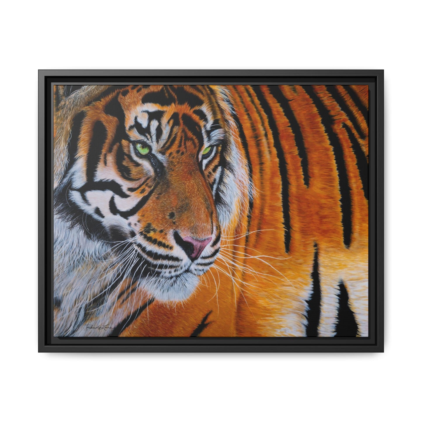 Tiger Stripe, Framed Tiger Canvas Print