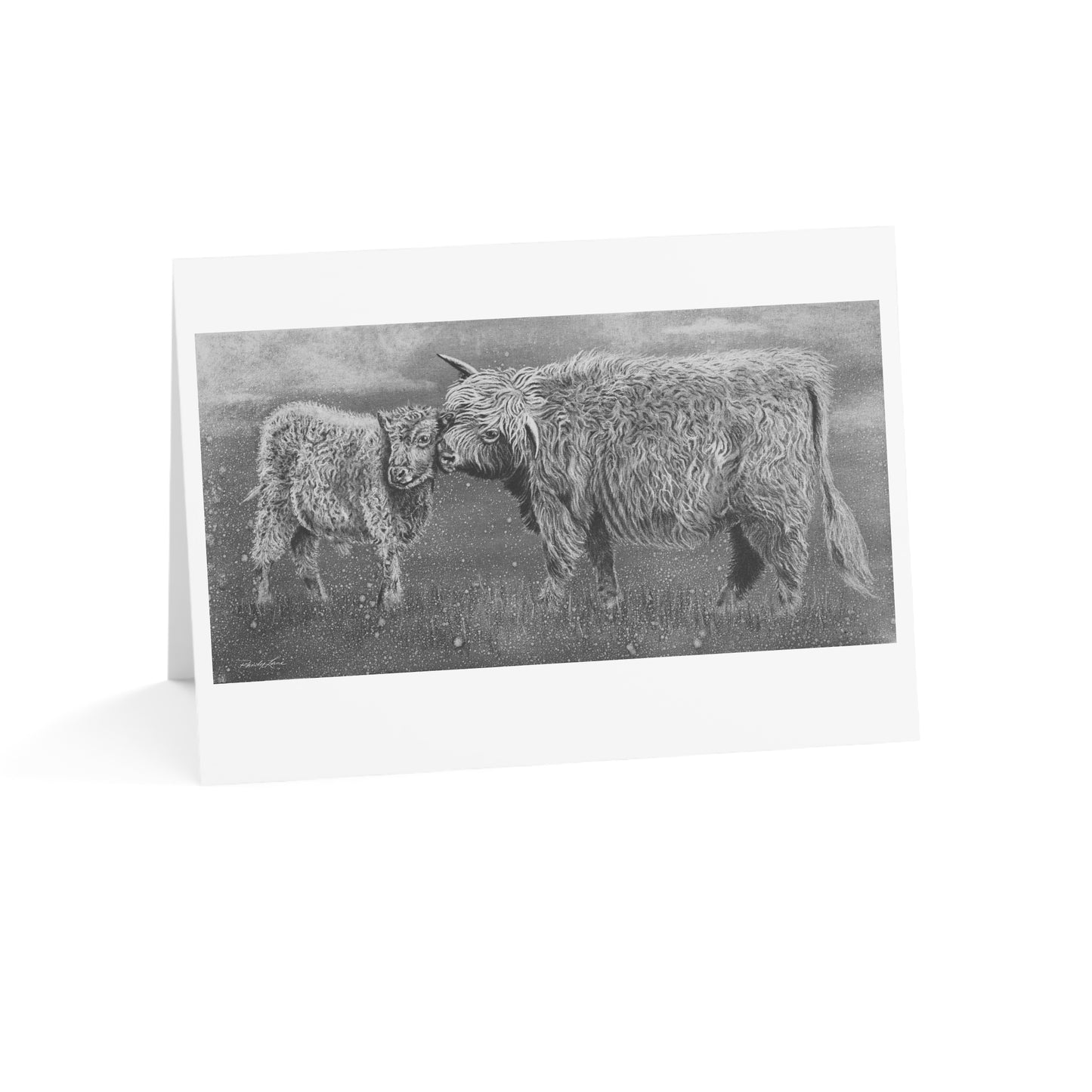 Highland Love,  Highland Cow Greeting Cards