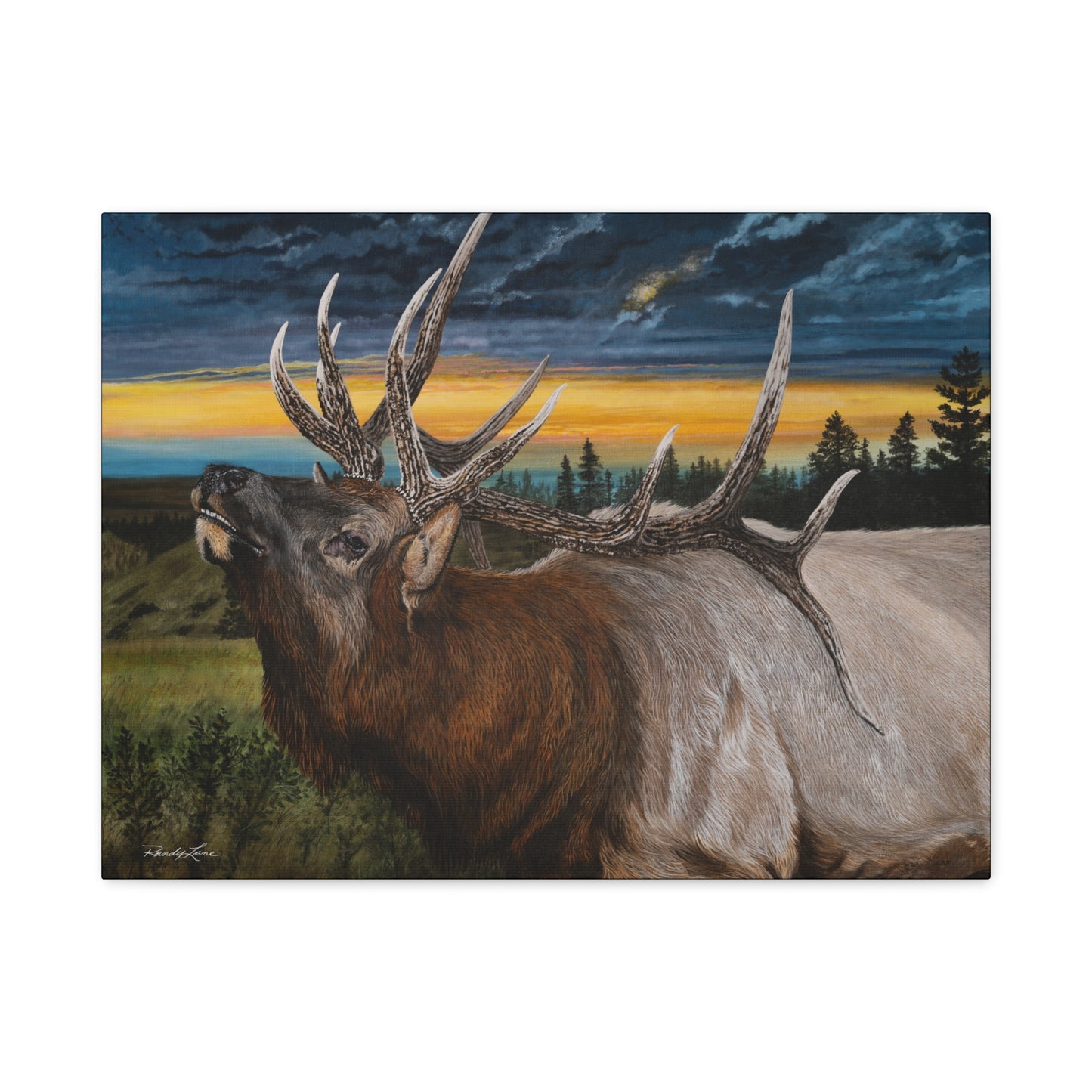 Sunset Serenade,  Elk Canvas Art Print