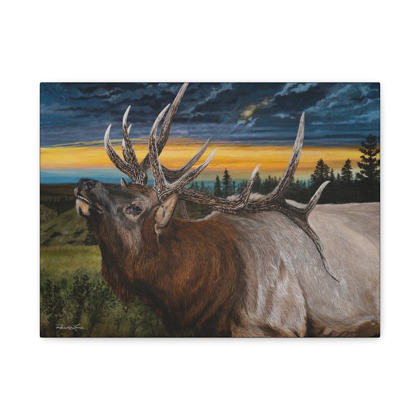 Sunset Serenade,  Elk Canvas Art Print
