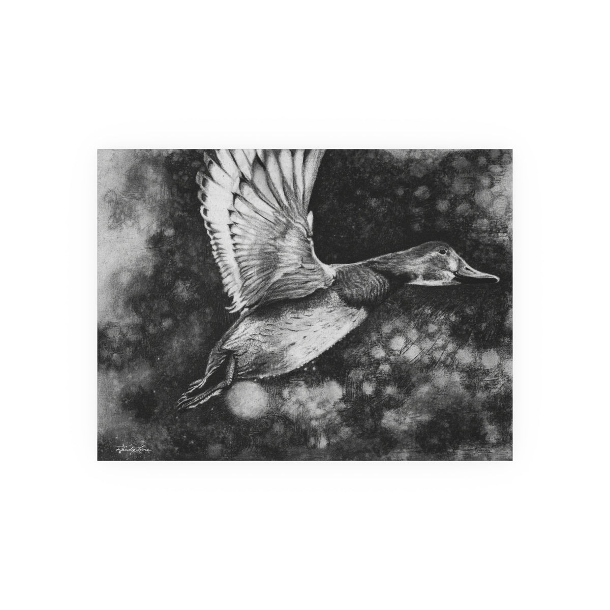 Flare, Flying Duck Fine Art Print (Satin or Archival Matte)