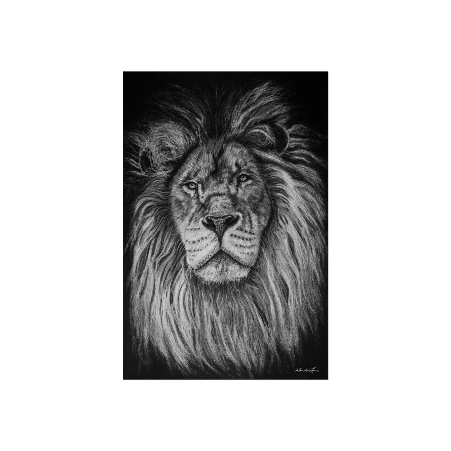 The Mane Event, Fine Art Lion Print