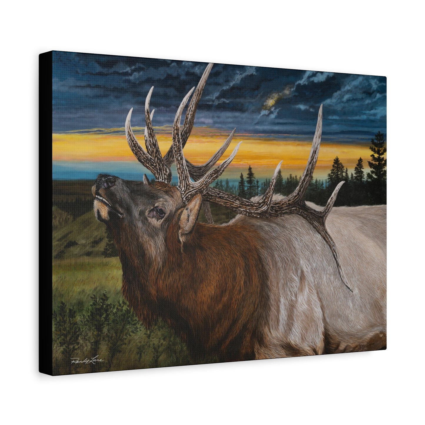 Sunset Serenade,  Elk Canvas Art Print