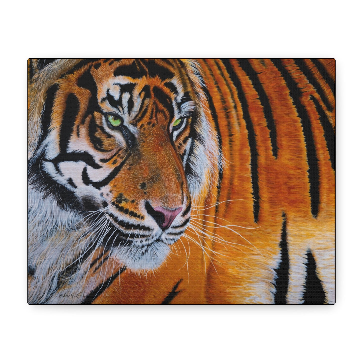 Tiger Stripe, Tiger Canvas Art