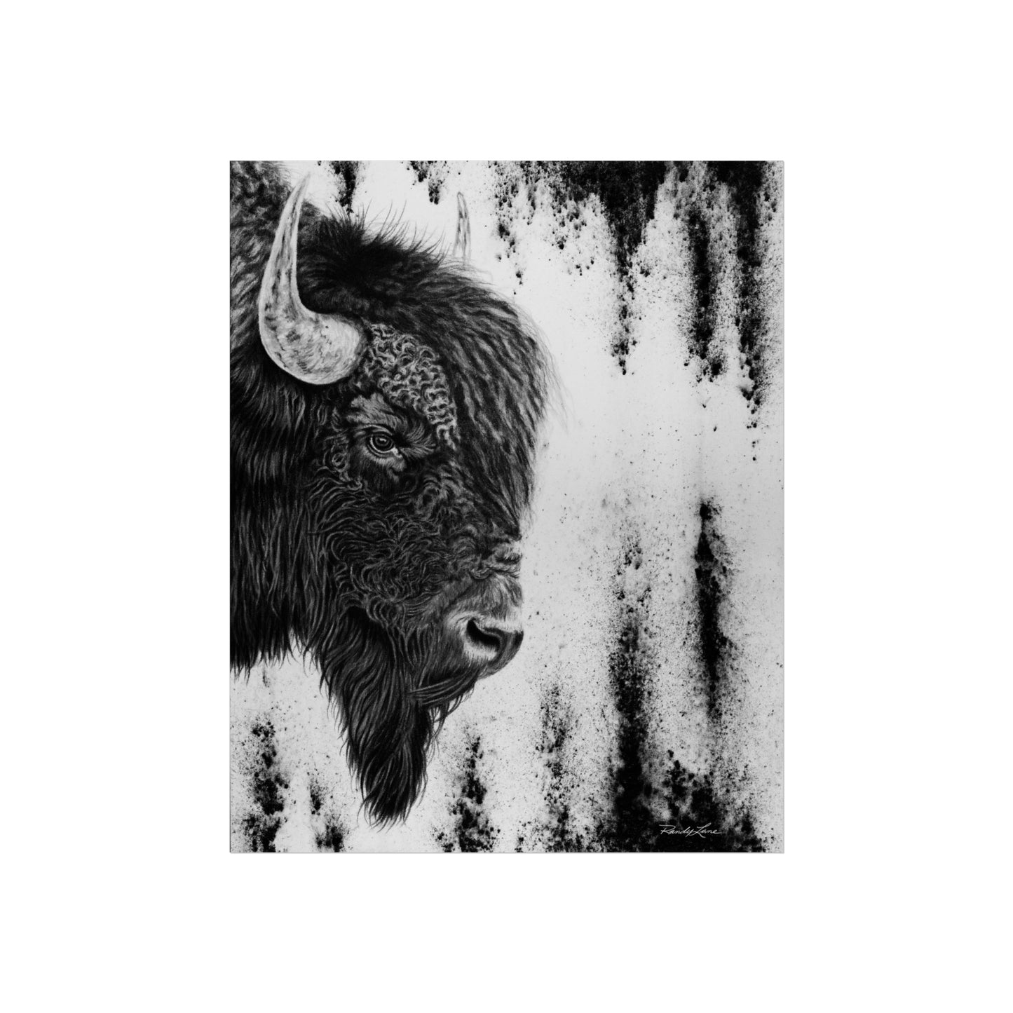 Pride, Bison Fine Art Prints
