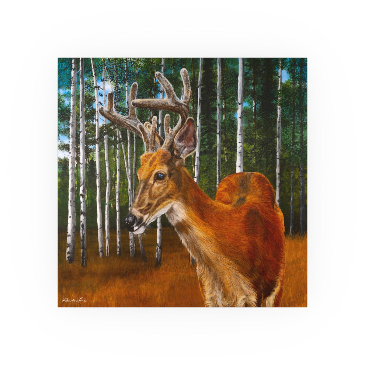 Velvet Crush, Deer in Aspen Forest Fine Art Print —  Satin/Matte